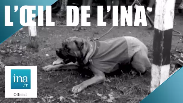1954 : Le Football pour chiens | Archive INA