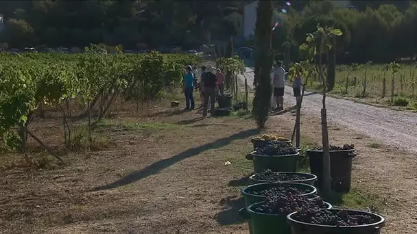 Saint-Mandrier : premières vendanges au domaine de l'Ermitage après un incendie