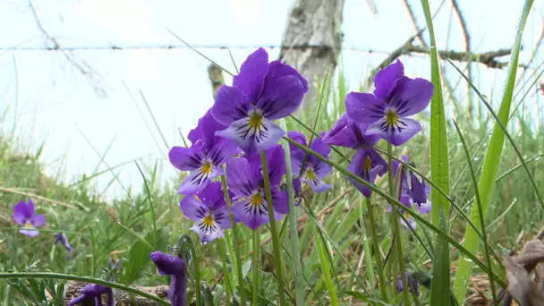 A la découverte de la flore exceptionnelle du puy de Combegrasse (Puy-de-Dôme)