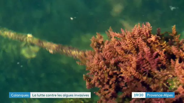 Parc National des Calanques : opération nettoyage de l'algues brune à Callelongue