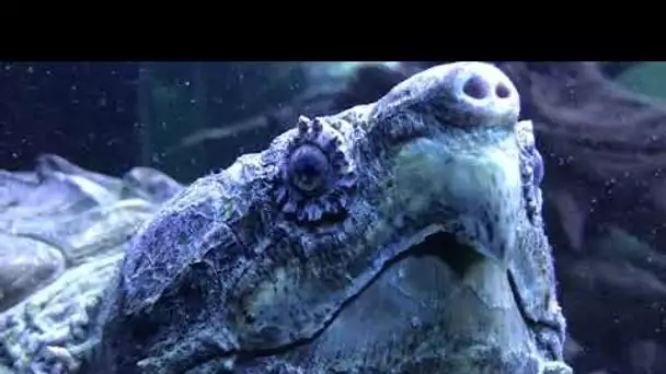 La tortue alligator réside au Village des Tortues de Carnoules depuis un an