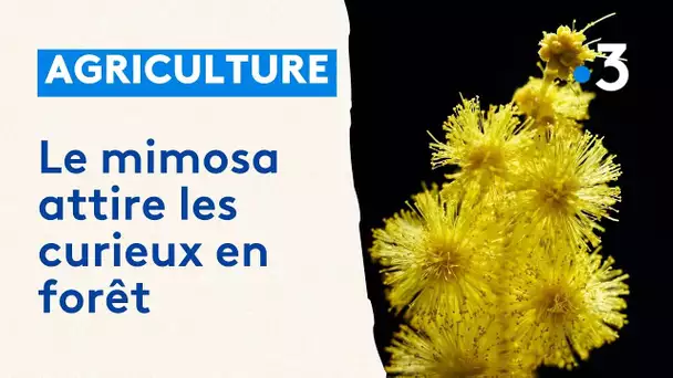 Le mimosa embellit les sentiers de randonnée du massif du Tanneron