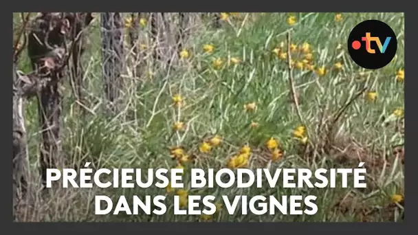 Oliviers, fleurs sauvages, nichoirs, ces vignerons développent la biodiversité dans les vignes