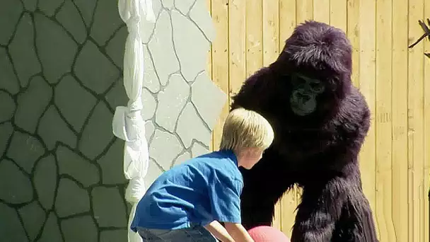 Un gorille attaque un enfant !!