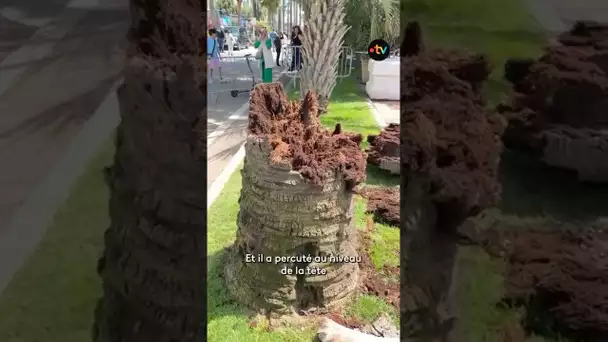 #cannes2025 Un palmier tombe sur la Croisette et fait un blessé grave.