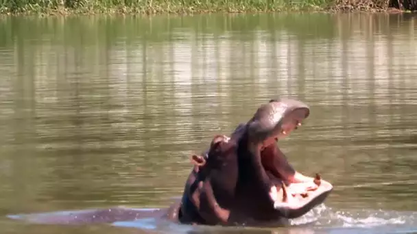 Des hippopotames d'Afrique dans un village de Colombie