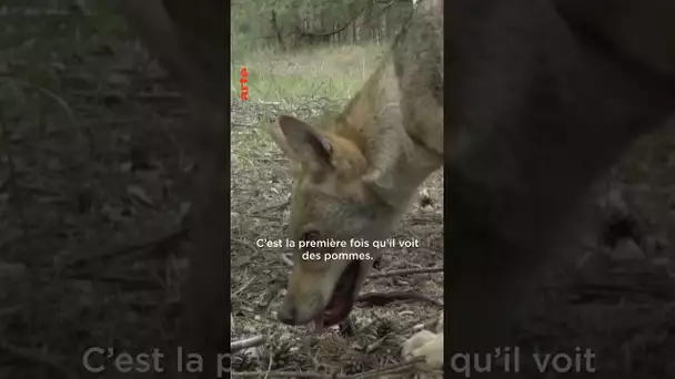 Le loup et la pomme 🐺🍎 #loup  #documentaire  #artefamily