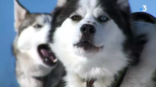 Hors sentier : randonnée en chiens de traîneau en Auvergne