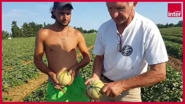 Comment bien choisir son melon ? Le reportage de Stéphane Cosme pour "On va déguster"