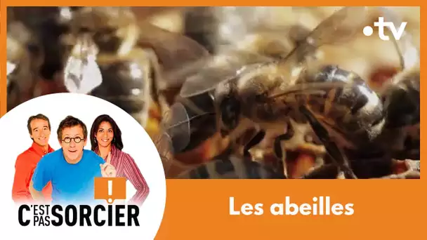 Le déclin des abeilles - C'est pas sorcier [Intégrale]