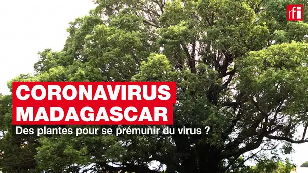 Des plantes pour se prémunir du virus ?