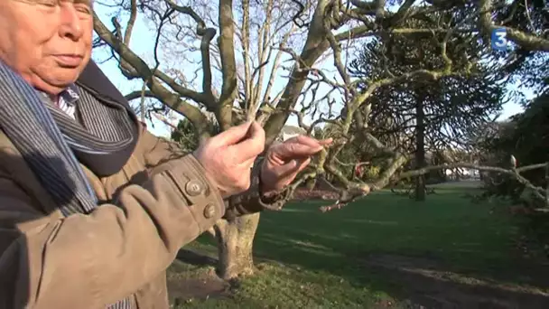 le redoux de Noël est-il bon pour les plantes?