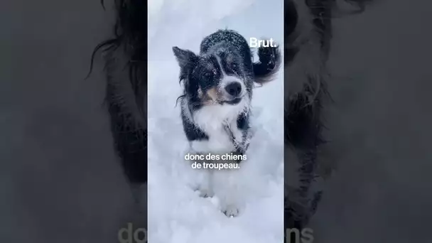 À l'entraînement avec des chiens d'avalanche 🐶