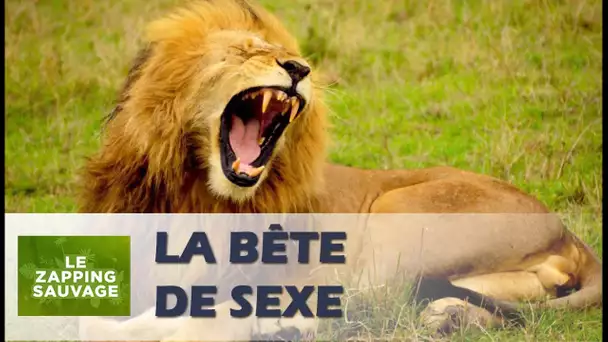 Ce lion est une bête de sexe - ZAPPING SAUVAGE 26