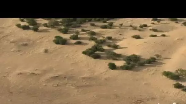 Mauritanie : cultures, champs dans le désert