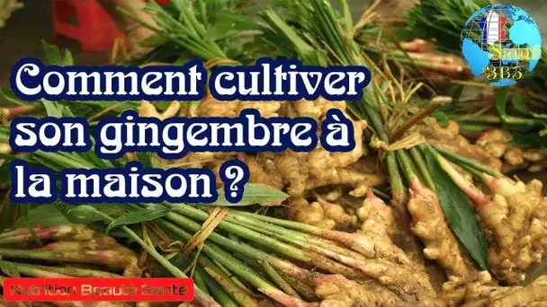 Comment cultiver son gingembre à la maison ?|Nutrition Beauté Santé