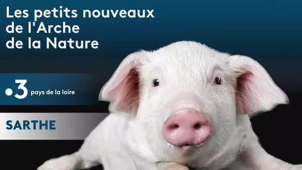 Sarthe : Les petits nouveaux de  l'Arche de la Nature