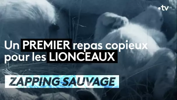 Un premier repas copieux pour les lionceaux - ZAPPING SAUVAGE