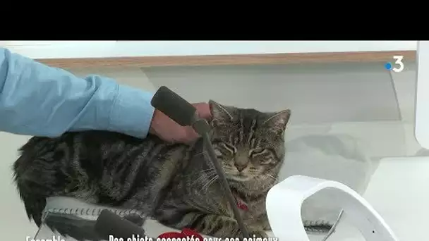Objets connectés pour animaux de compagnie : l'avis d'un vétérinaire
