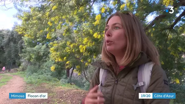 Massif du Tanneron : Découvrez le mimosa en fleur en Randonnée