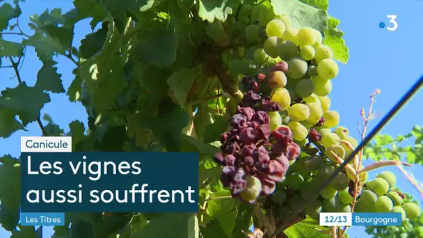 Yonne : des pistes pour protéger les vignes des conséquences de la chaleur