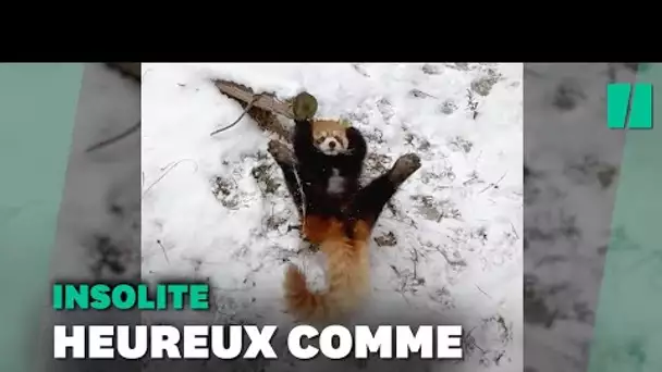 Il n'y a pas plus heureux que ce panda roux dans la neige