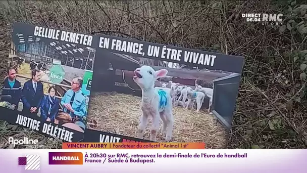 Le Mans : des activistes animalistes jugés pour avoir dégradé des fermes d'élevage