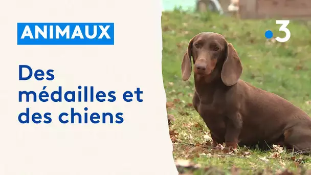 Des élevages de chiens médaillés au salon de l'agriculture 2024