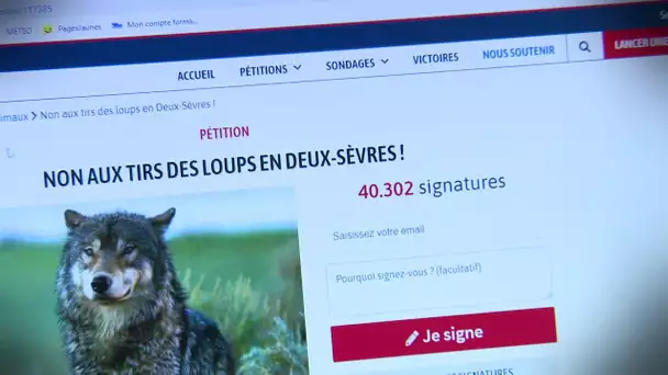Deux-Sèvres : mobilisation sur les réseaux sociaux pour sauver un loup