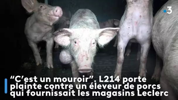 C’est un mouroir L214 porte plainte contre un éleveur de porcs qui fournissait les magasins Leclerc