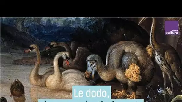 Le dodo, oiseau au destin funeste