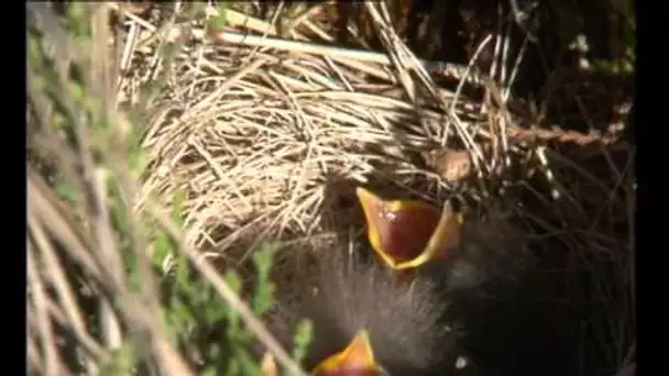 Marais et tourbière - Documentaire Animalier