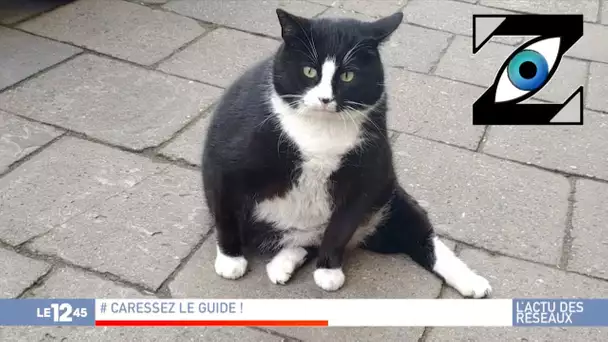 [Zap Télé] Un chat trop populaire en Pologne ! (23/02/23)