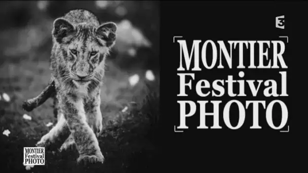 Festival de photo animalière et de nature - Montier-en-Der (52)