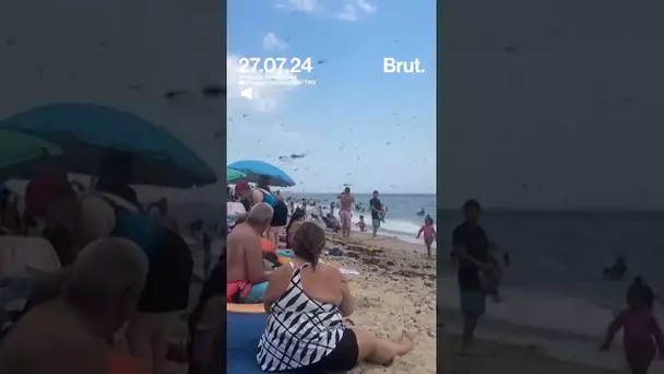 Des milliers de libellules prennent d'assaut une plage