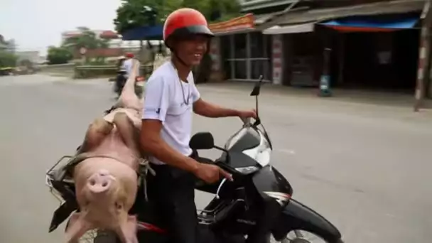 Quand tu dois transporter un cochon en scooter...