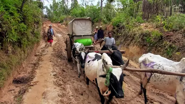 Madagascar : vers la forêt miraculeuse de Vohibola