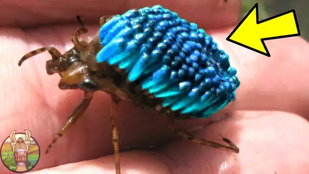 LES 10 INSECTES LES PLUS INCROYABLES DU MONDE | Lama Faché