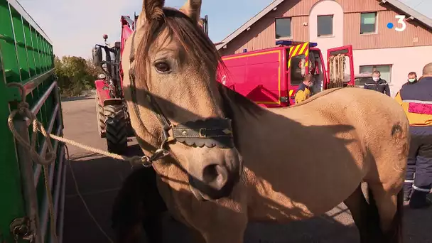 Formation sauveteur animalier : les pompiers au secours des animaux