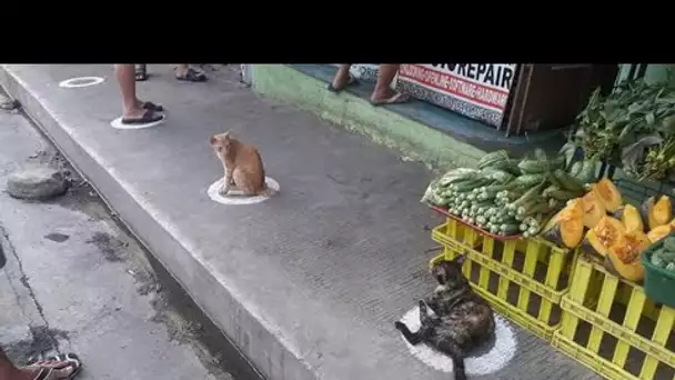 Les chats errants respectent la distance sociale et restent dans des cercles dans le marché