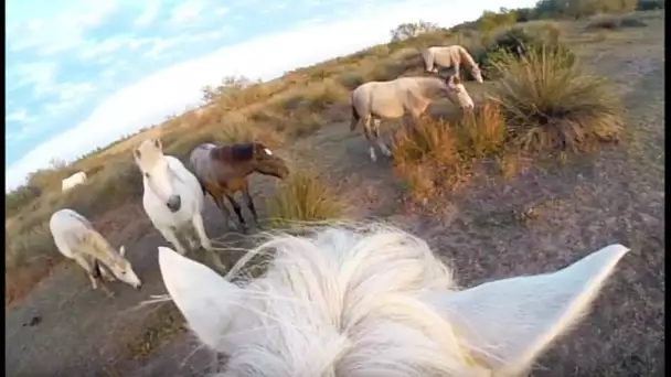 Dans la peau d&#039;un cheval de Camargue - ZAPPING SAUVAGE