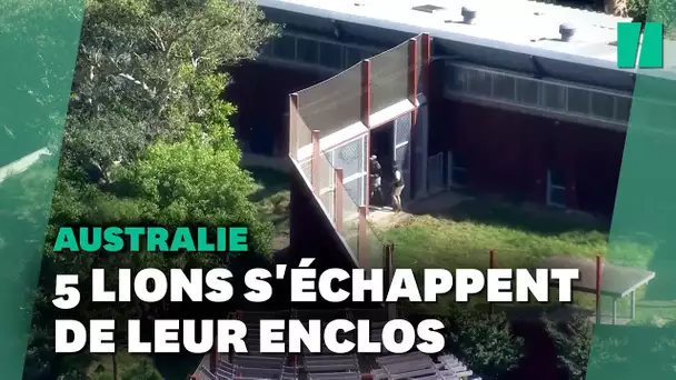 « Courez vite ! » : Un zoo de Sydney évacué après que cinq lions se sont échappés de leur enclos