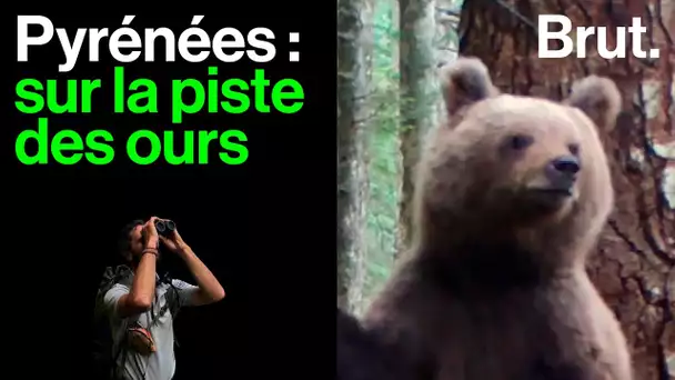 En immersion sur les traces des ours dans les Pyrénées