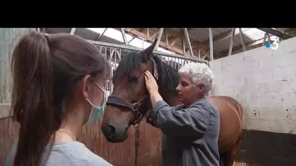 Elle murmure à l'oreille des chevaux : portrait d'une communicante équine à Talmas