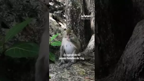 43 singes s'échappent d'un laboratoire de recherches