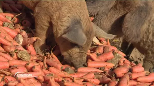 Ce dimanche à 12h55, des cochons Mangalika  élevés dans le Luberon