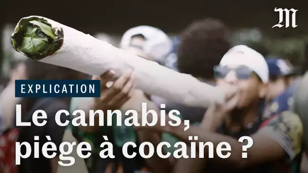 Fumer du cannabis : la porte vers la cocaïne ?