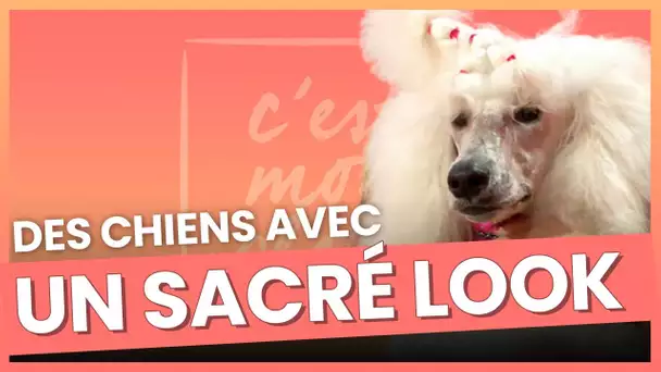 Le style de leurs chiens est primordial ! #Extrait #Cestmonchoix