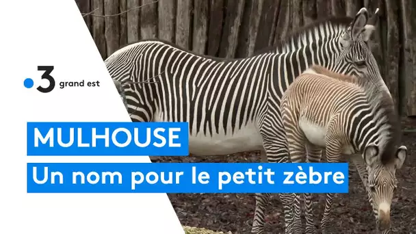 Zoo de Mulhouse : votez pour choisir le nom du bébé zèbre