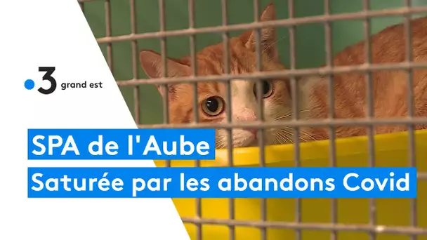 Le refuge SPA de l'Aube saturé par les abandons d'animaux post-Covid